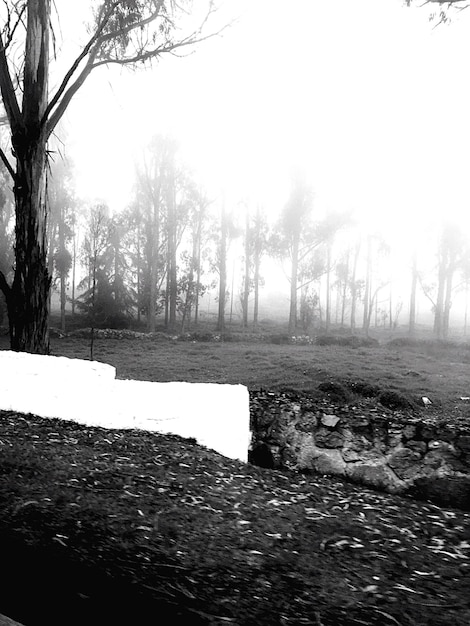 Photo bare trees on landscape