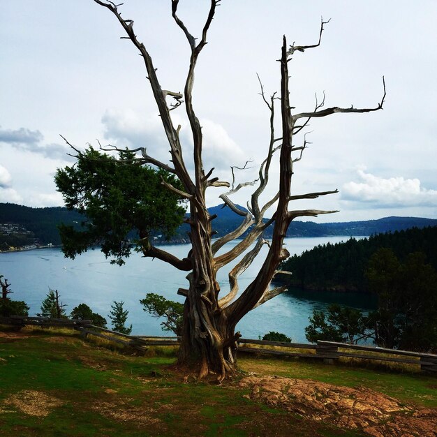 Bare trees on landscape