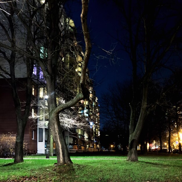 Photo bare trees at night