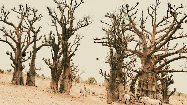 写真 野原の裸の木