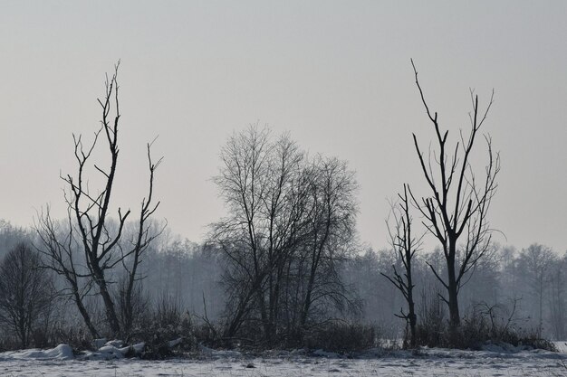 Фото Голые деревья на покрытом снегом поле на фоне ясного неба