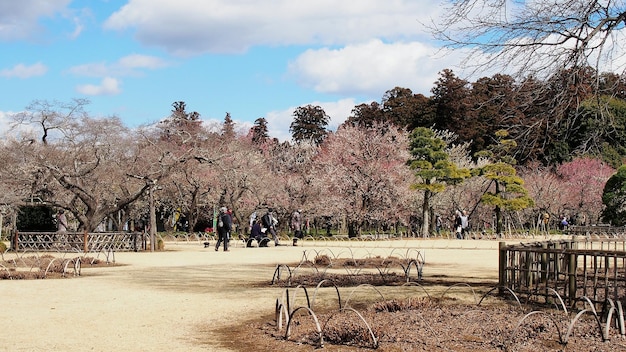 Photo bare trees in park