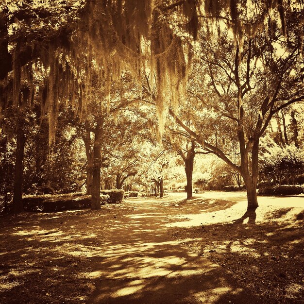 Photo bare trees in park