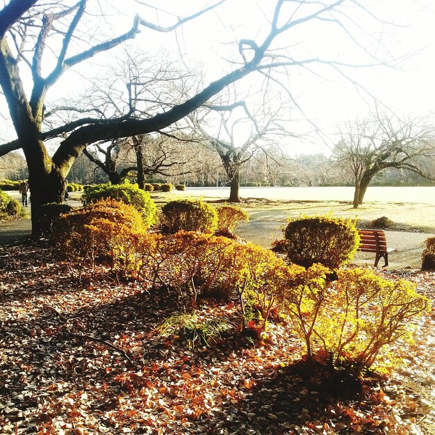 Photo bare trees in park