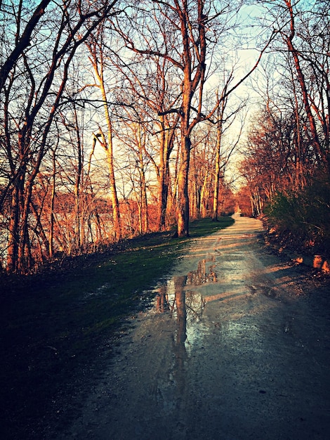 Photo bare trees in park