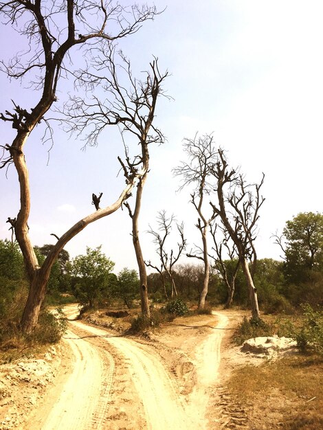 Photo bare trees on road against clear sky