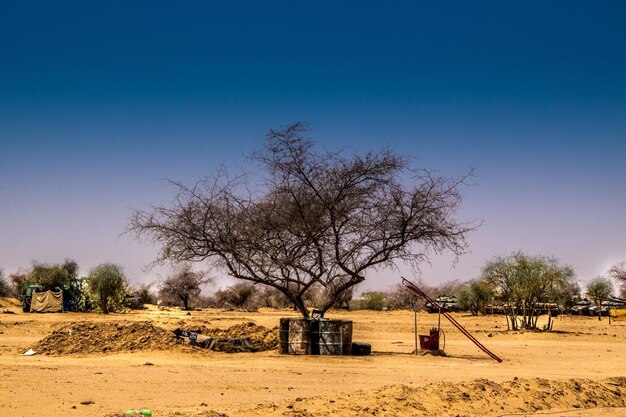 Photo bare trees on sand against clear sky