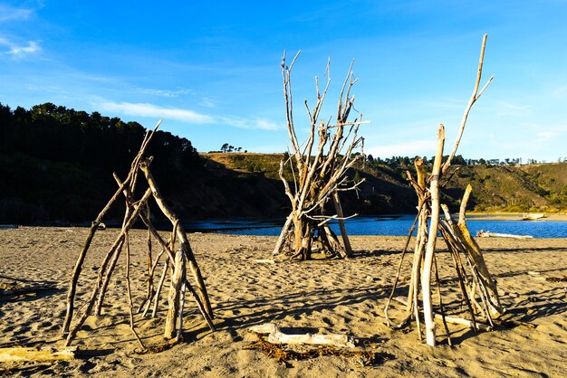 Bare trees on sandy beach against blue sky