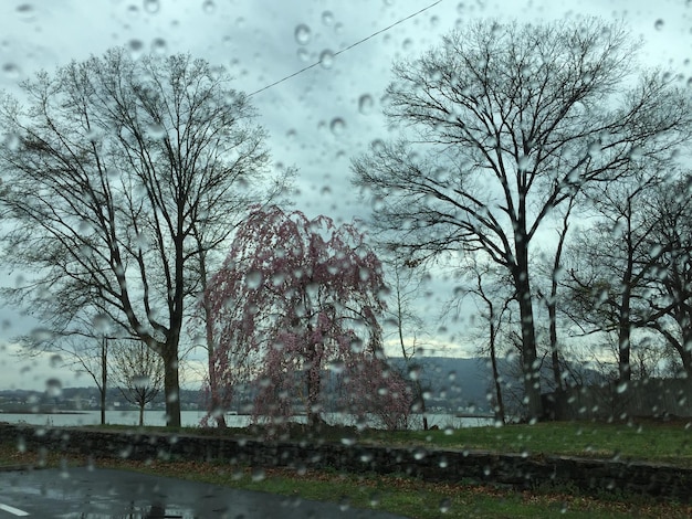 Bare trees seen through car window during rain