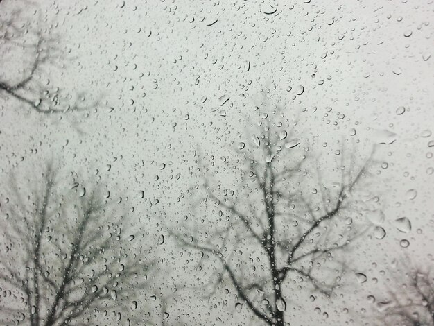 Photo bare trees seen through wet window