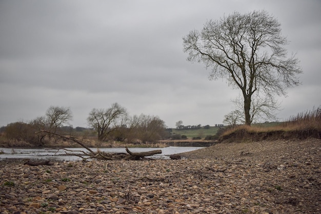 Photo bare trees on shore against sky