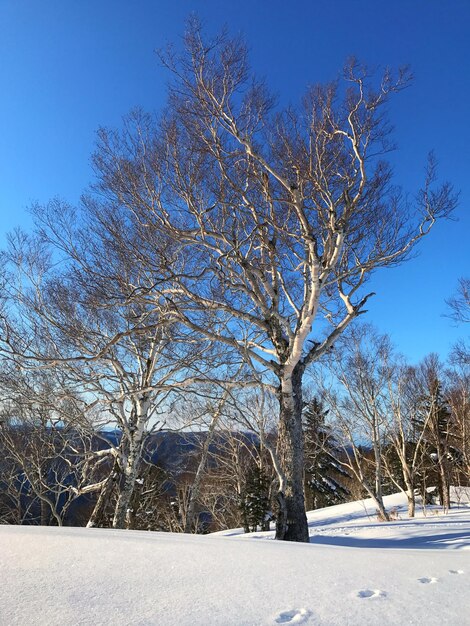 Bare trees on snow covered field against sky