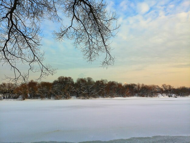 Bare trees on snow covered field against sky