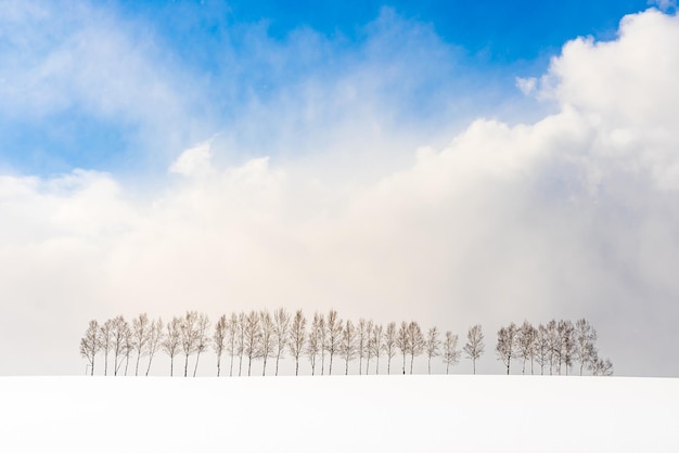 Photo bare trees on snow covered field against sky