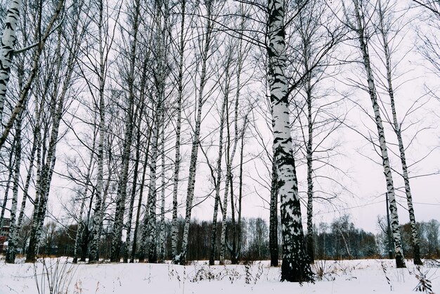 Bare trees on snow covered field during winter