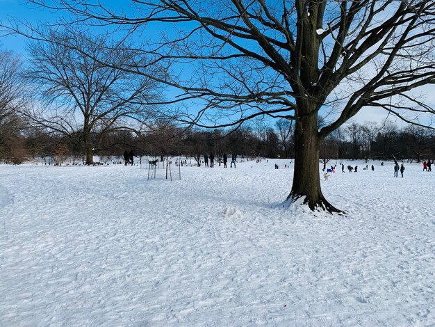 Bare trees on snow covered field