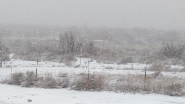 Photo bare trees on snow covered field