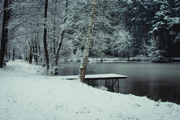 Bare trees on snow covered field