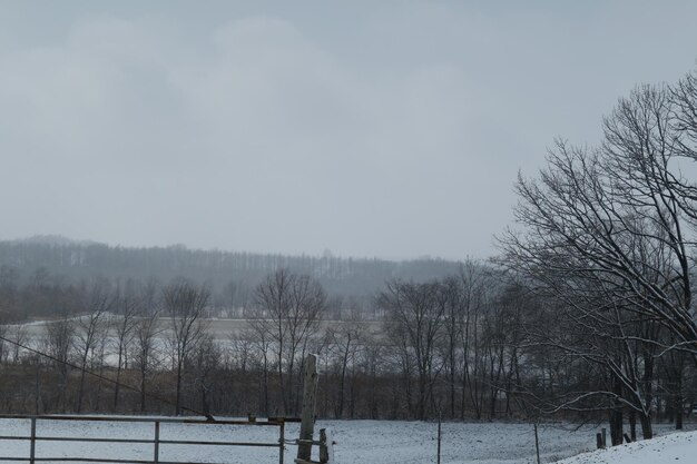 Bare trees on snow covered land against sky