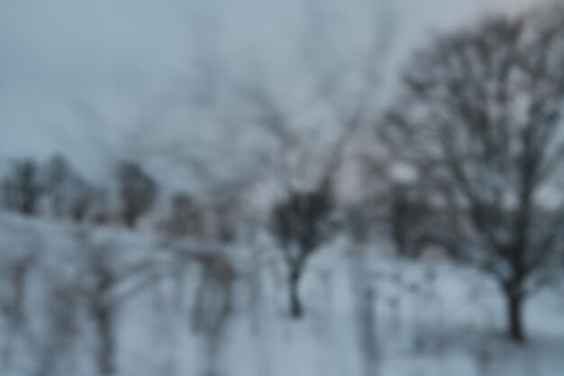 Bare trees on snow covered land