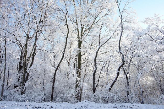 Bare trees on snow covered land