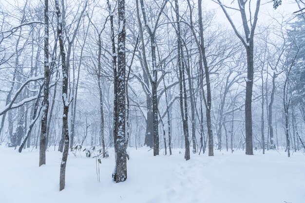 Photo bare trees on snow covered land