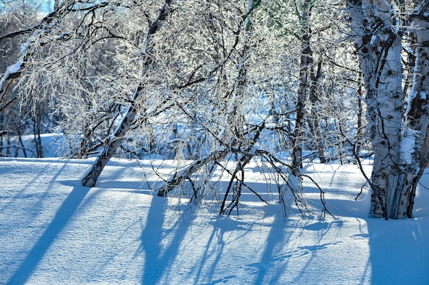 雪で覆われた土地の裸の木