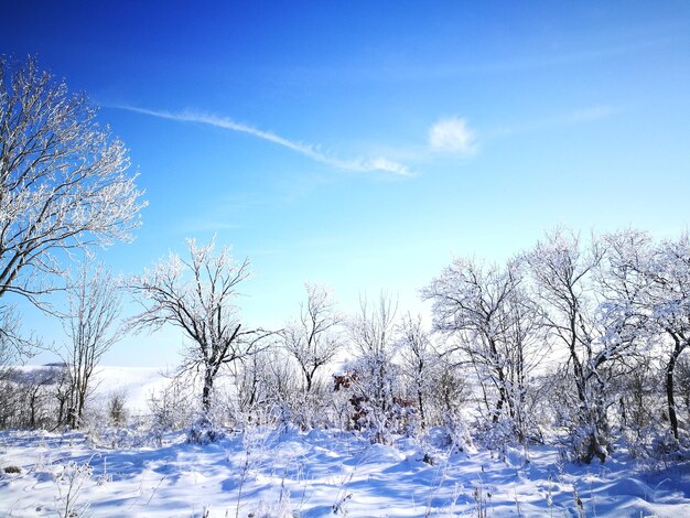 青い空を背景に雪に覆われた風景の裸の木