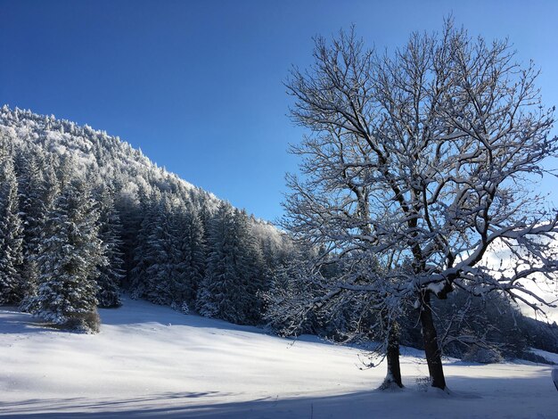 Bare trees on snow covered landscape against clear sky