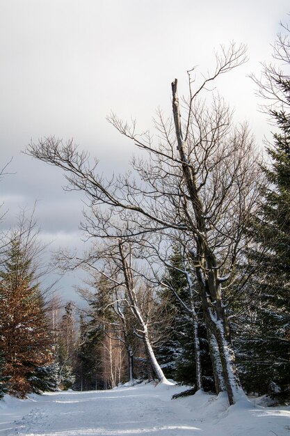 Bare trees on snow covered landscape against sky