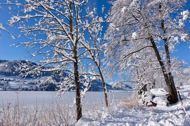 Bare trees on snow covered landscape against sky