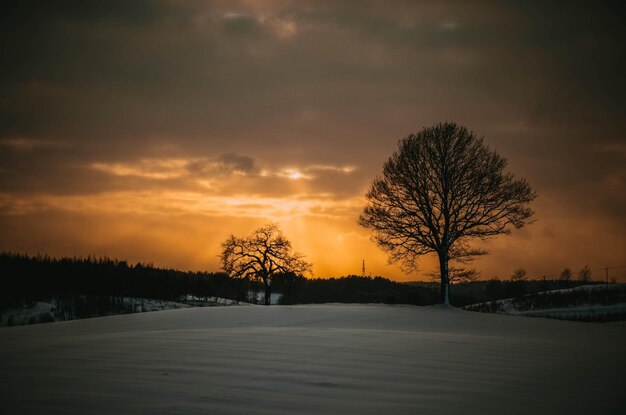 Bare trees on snow covered landscape during sunset