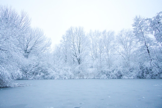 Bare trees on snow covered landscape