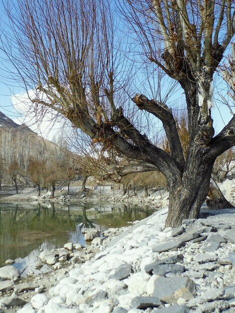 Bare trees on snow covered landscape