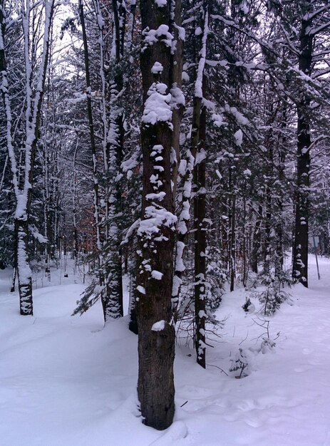 Bare trees on snow covered landscape