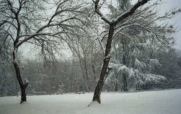 Bare trees on snow covered landscape