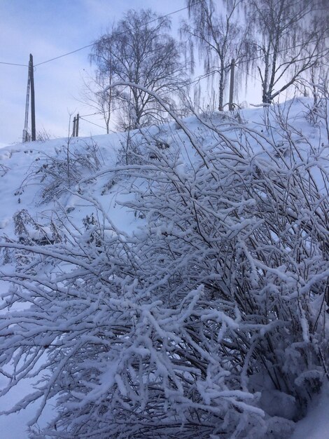雪に覆われた風景の裸の木