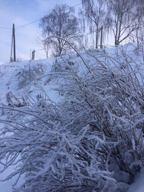 Bare trees on snow covered landscape