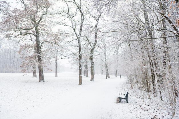 Foto alberi nudi su un paesaggio coperto di neve