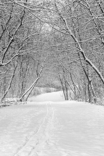 Bare trees on snow covered landscape