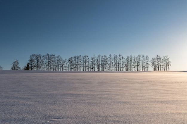 Photo bare trees on snow field against clear sky