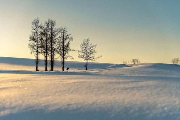 Photo bare trees on snow field against sky
