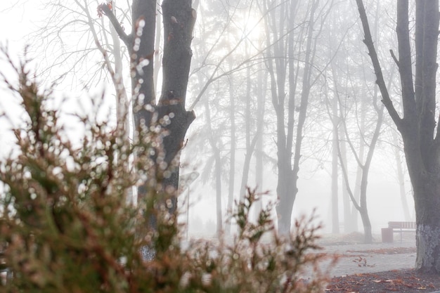 Bare trees in sunlight fog Park