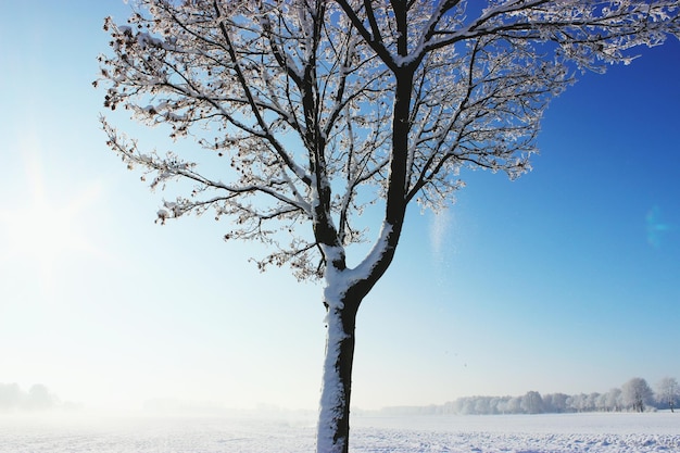 bare trees on sunny day