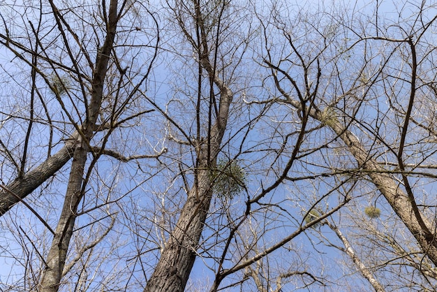 Bare trees in sunny spring weather bare deciduous trees without foliage on a bright sunny day in spring