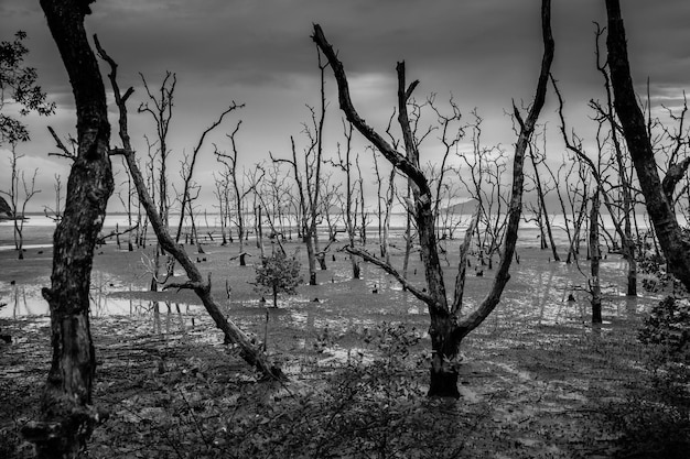 Foto alberi nudi nella palude