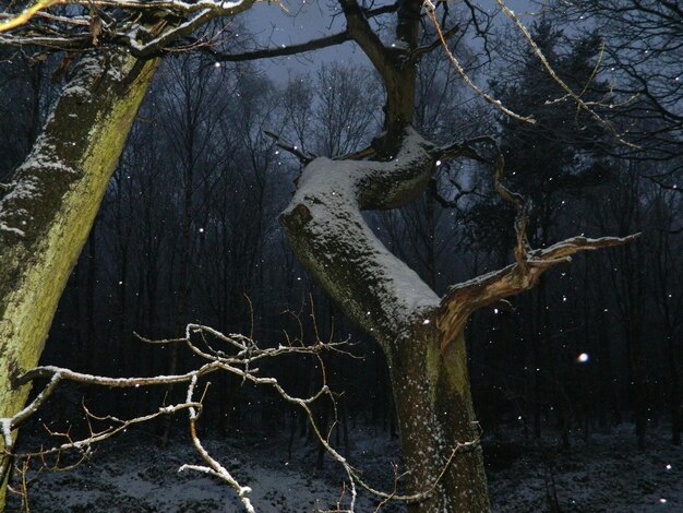 Photo bare trees in water