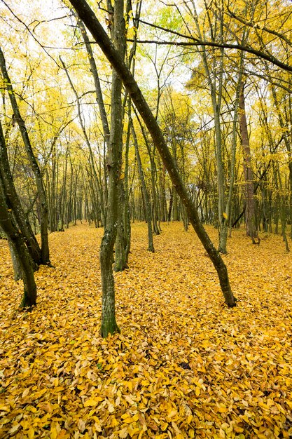 bare trees without foliage