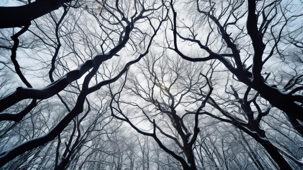 Bare winter branches in a park