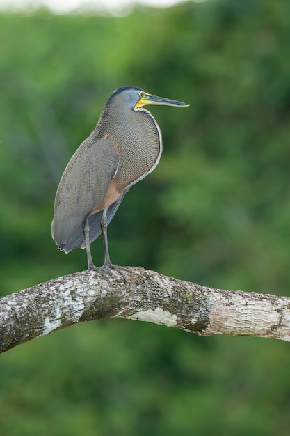 사진 목이 없는 호랑이heron tigrisoma mexicanum 코스타리카 스 사진